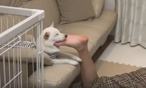 狗狗喜爱抱著主人的脚入睡，還是高难度动作，狗：味儿视角正好