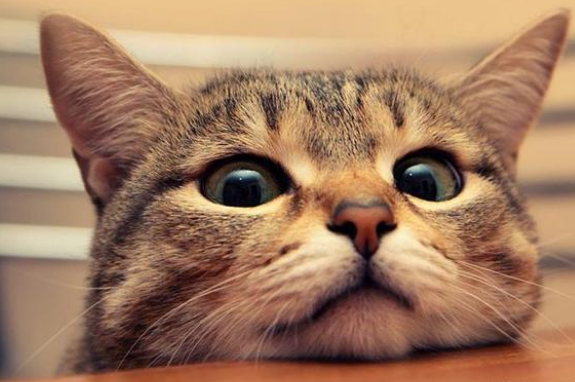 猫发情了一直叫怎么解决 猫发情了一直叫怎么解决