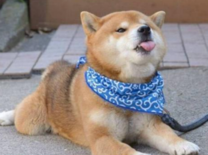 小柴犬和宝宝道上巧遇，宝宝好奇心揪了揪狗脸，狗狗憋屈：它扒拉我