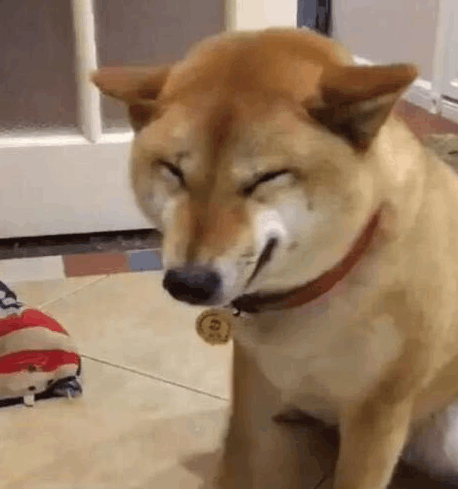 柴犬犯了错误被主人责怪随后柴犬就摆出这样的小表情