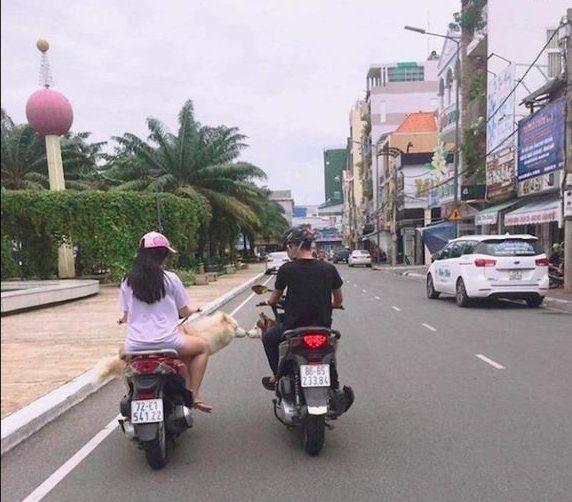 道路上二辆并行处理摩托车上的狗狗相互之间亲吻另一方，网友：太幸福了吧！