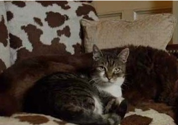 跨越种族的情谊 流浪猫自愿带领老盲犬出门散步 跨越种族的情谊 流浪猫自愿带领老盲犬出门散步