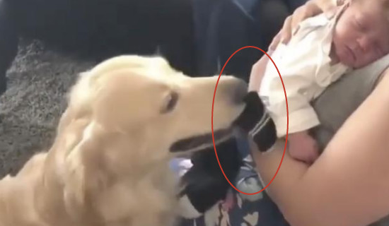 狗狗要想去取悦刚来的小主人,兴奋地叼来这个东西,招来整场哄笑 狗狗要想去取悦刚来的小主人,兴奋地叼来这个东西,招来整场哄笑