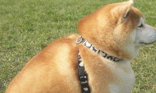 把柴犬送到父母家一段时间,去接的情况下惊倒,柴犬:不跟你回家了 把柴犬送到父母家一段时间,去接的情况下惊倒,柴犬:不跟你回家了