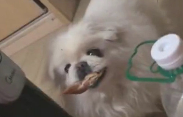 主人家得病卧床休息，小狗叼来收藏已久的鸡脯肉：来补身体吧！