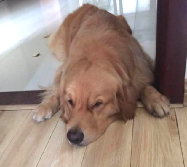 主人喂金毛吃药，它不顾一切抵御，展示武器装备后小狗的表情让人笑喷