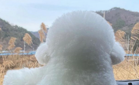 驾车带狗狗去玩,它靠在窗前看外边景色,孤独背影仿佛一团奶糖! 驾车带狗狗去玩,它靠在窗前看外边景色,孤独背影仿佛一团奶糖!