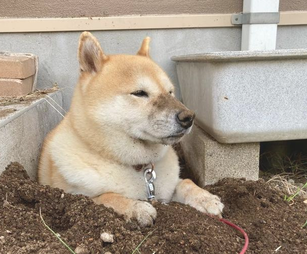 柴犬脑容量媲美金毛!一会没看见,它竟挖地洞想把自己埋了 柴犬脑容量媲美金毛!一会没看见,它竟挖地洞想把自己埋了