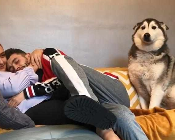 哈士奇也会发脾气，看男主人怀着女主人，用卖萌造成留意