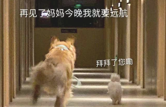 主人家磨叽迟迟不出门，二只狗狗转过身就狂奔起來：再见了，我想去远行