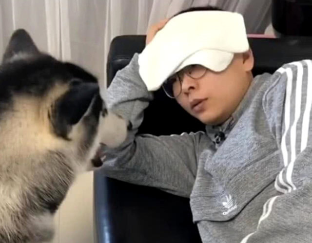 男子平常总打金毛狗狗,金毛狗狗趁他得病去对付,叼起凉拖就往脸部打