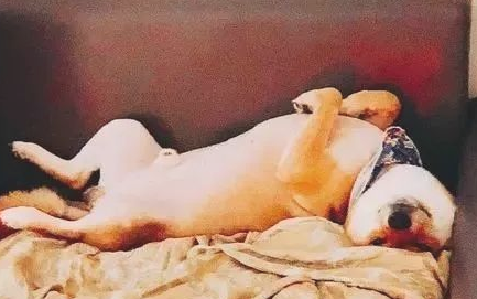 柴犬占据小太阳烤脸，闭上眼禅坐样子超沉醉：好怕它烤出黑柴
