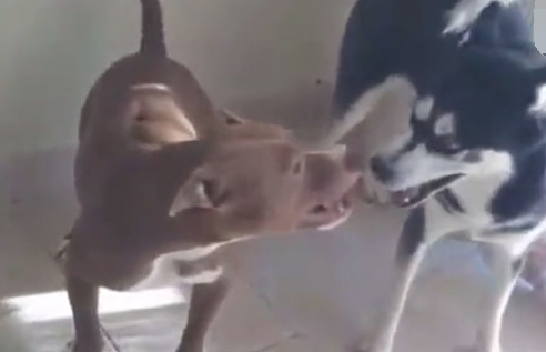二哈跟恶霸犬打架斗殴,二哈:你敢打我,我也敢亲你! 二哈跟恶霸犬打架斗殴,二哈:你敢打我,我也敢亲你!