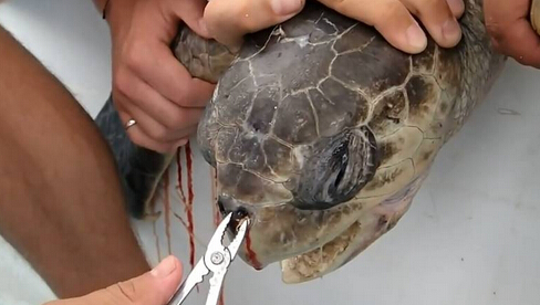 海龟鼻子插入吸管长达12厘米 拔出场景令人揪心 海龟鼻子插入吸管长达12厘米 拔出场景令人揪心
