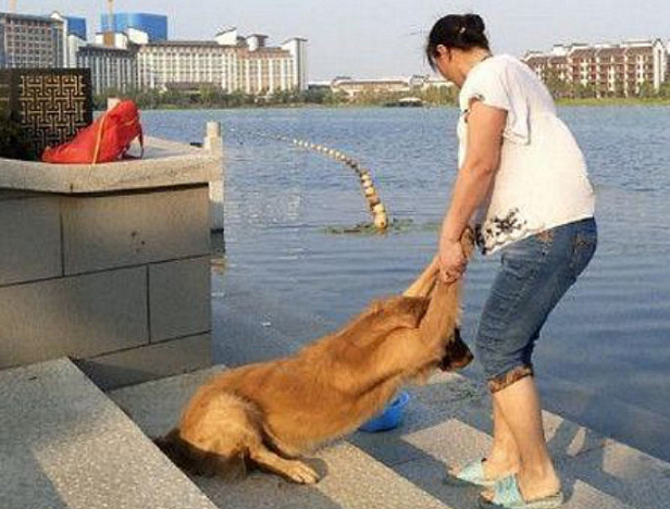 金毛被主人拖去小河边冼澡,回绝抵抗的模样,看见莫名其妙了解呀