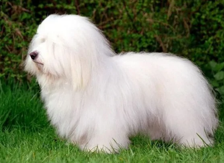 韩国棉花面纱犬掉毛吗