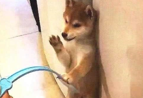 柴犬犯错误被罚站，刚取出苍蝇拍教训，汪：谦谦君子动嘴不动手