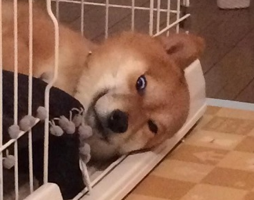 主人被狗狗诡异的睡相吓坏 据说神情很像贞子