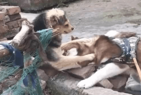 哈士奇戏弄中华田园犬，田园犬推挡便是一巴掌，二哈的小表情亮起