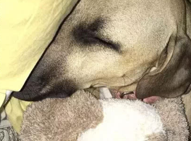 狗狗因为同伴去世伤心过度,睡着后发现狗狗太感性了 狗狗因为同伴去世伤心过度,睡着后发现狗狗太感性了