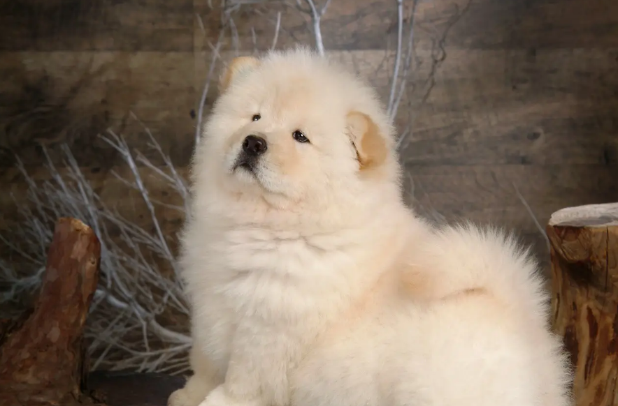 松狮犬掉毛是什么原因?不知道的快来看看! 松狮犬掉毛是什么原因?不知道的快来看看!