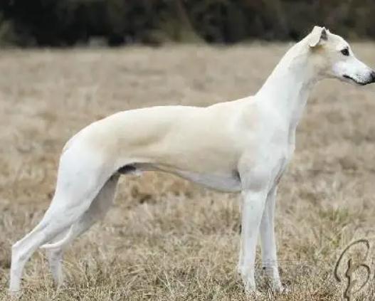 想知道惠比特犬纯不纯?快来看看这篇文章! 想知道惠比特犬纯不纯?快来看看这篇文章!
