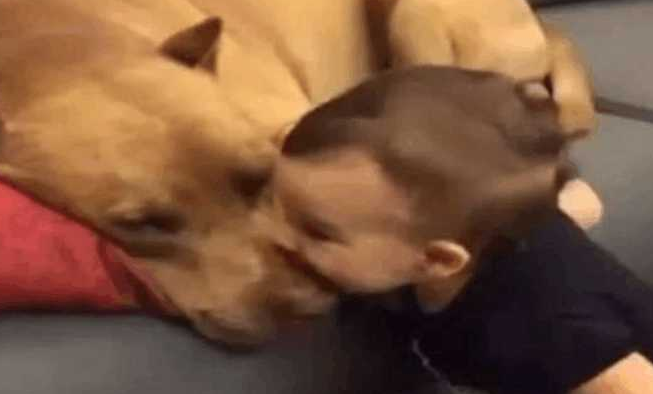 小主人偷亲入睡的狗狗,狗狗醒来时后得出的回复简直好暖! 小主人偷亲入睡的狗狗,狗狗醒来时后得出的回复简直好暖!