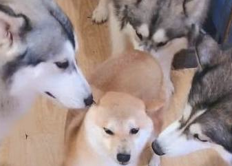 四只二哈围住一只柴犬,二哈:你得罪吗? 四只二哈围住一只柴犬,二哈:你得罪吗?