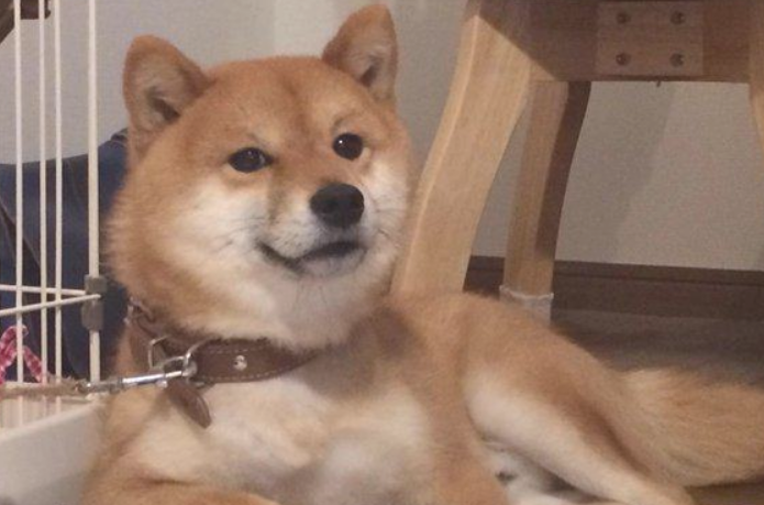主人给柴犬购买了个尿垫后,狗狗激动得作出这反映,太趣逗了 主人给柴犬购买了个尿垫后,狗狗激动得作出这反映,太趣逗了