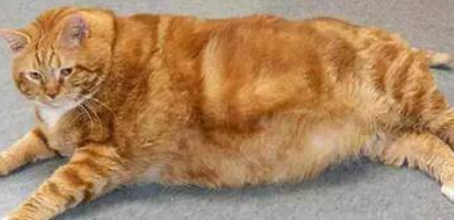 被遗弃的肥猫花3年成功减重23斤 闪瞎全世界 被遗弃的肥猫花3年成功减重23斤 闪瞎全世界