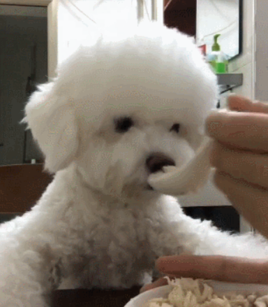 用小勺给狗狗喂饭就被斥责,为什么训犬师却立在主人这里? 用小勺给狗狗喂饭就被斥责,为什么训犬师却立在主人这里?