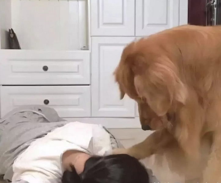 男女主人吃了鸡肉后装作中毒了,金毛的反映天壤之别 男女主人吃了鸡肉后装作中毒了,金毛的反映天壤之别