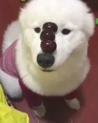狗狗头上三个小樱桃，双眼眨一眨，太讨人喜欢了！