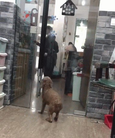 主人来宠物用品店接狗狗,激动得又蹦又跳:铲屎官的,我在这! 主人来宠物用品店接狗狗,激动得又蹦又跳:铲屎官的,我在这!