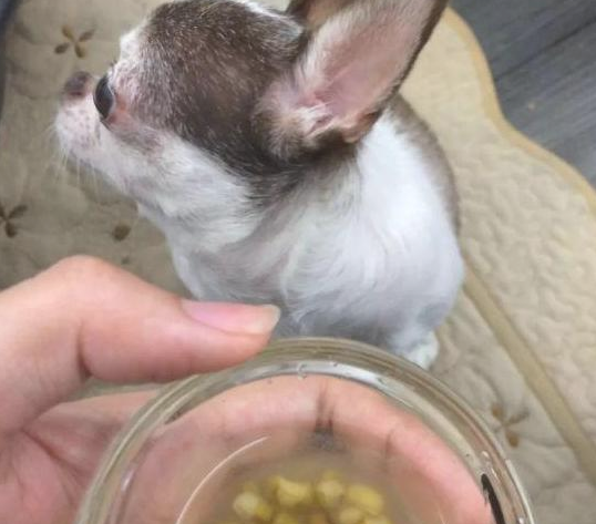 狗狗吃了主人喂的绿豆汤，一仰头，放眼望去全是眼泪！网民：它在道别
