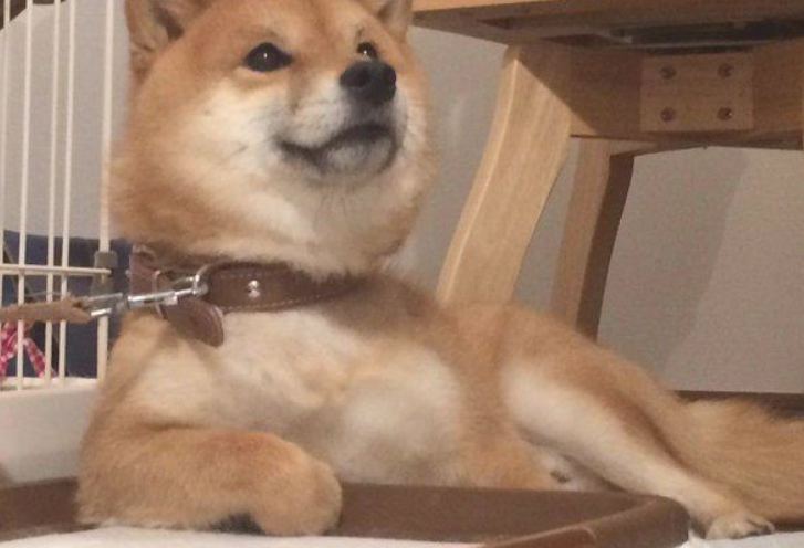 主人给柴犬购买了个尿垫后,狗狗激动得作出这反映,太趣逗了 主人给柴犬购买了个尿垫后,狗狗激动得作出这反映,太趣逗了