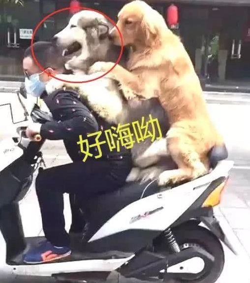 男子骑自行车带金毛和阿拉斯加外出，惹得过路人笑翻：家庭地位一目了然
