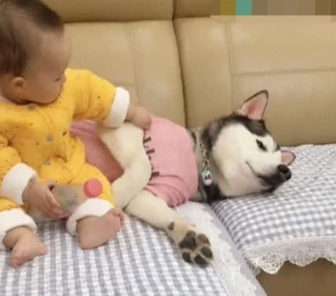 哈士奇掌门人带孩子，没有想却被小主人直捣黄龙坑，猛然觉得狗生一片辛酸