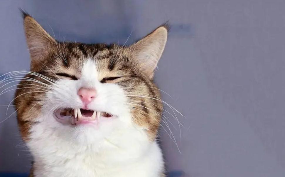 猫打完妙三多几天可以洗澡 猫打完妙三多几天可以洗澡