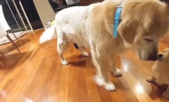 金毛母亲喜得独生子，立即把崽子宠到了天，独生子便是好！