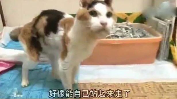 20岁老猫患舌癌被医生判死刑，主人却不肯放弃，4个月后…奇迹出现了！