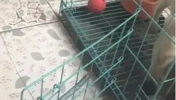 狗狗见到犬粮,想咬掉铁笼出去吃,看了后看到它好傻! 狗狗见到犬粮,想咬掉铁笼出去吃,看了后看到它好傻!