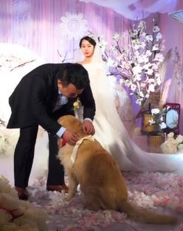 金毛化身为婚礼花童,为主人送上婚戒,溫暖的令人辛酸! 金毛化身为婚礼花童,为主人送上婚戒,溫暖的令人辛酸!