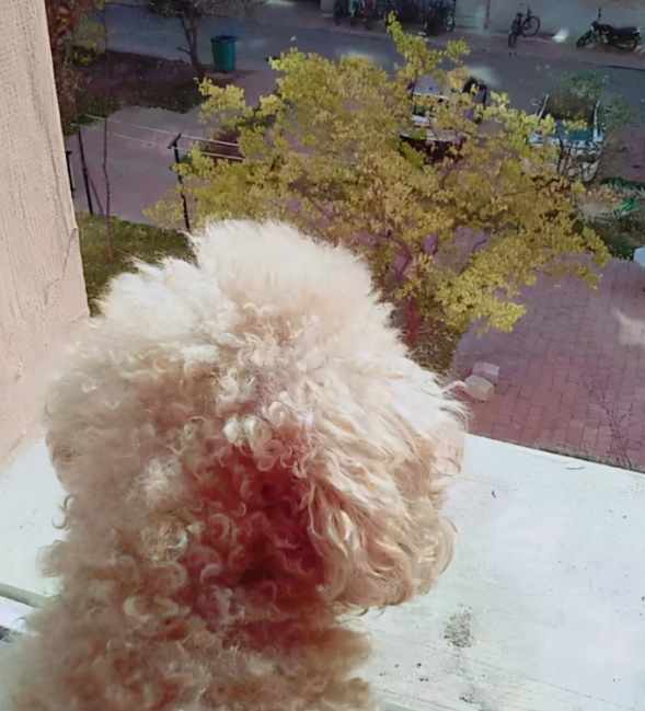 小泰迪走丢后出现意外车祸事故,女生听见狗狗的悲剧信息后,心态一下子无法控制 小泰迪走丢后出现意外车祸事故,女生听见狗狗的悲剧信息后,心态一下子无法控制