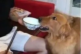 主人叫金毛去买饭,金毛听后,这行为让主人要喷饭!
