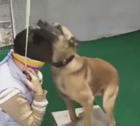 主人装作吊死，狗狗快速解救，利牙一瞬间咬掉挂件绳！