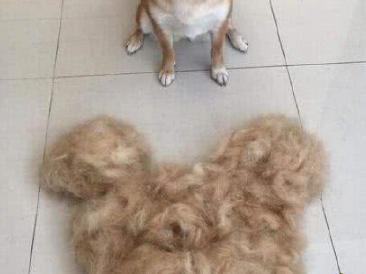 只是习惯性的给家里的柴犬梳毛,没想到给自己梳出了件狗毛大衣 只是习惯性的给家里的柴犬梳毛,没想到给自己梳出了件狗毛大衣