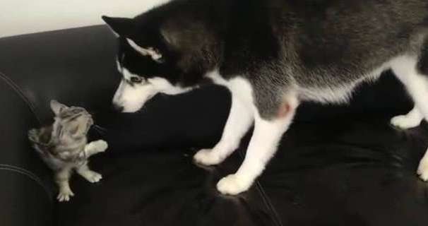 二哈想与奶猫玩乐，不愿却遭猫妈暴打，二哈：就玩一会嘛