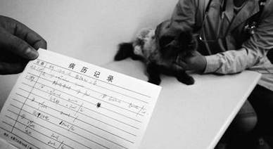猫做绝育手术2000元 宠物看病贵主人无所谓 猫做绝育手术2000元 宠物看病贵主人无所谓