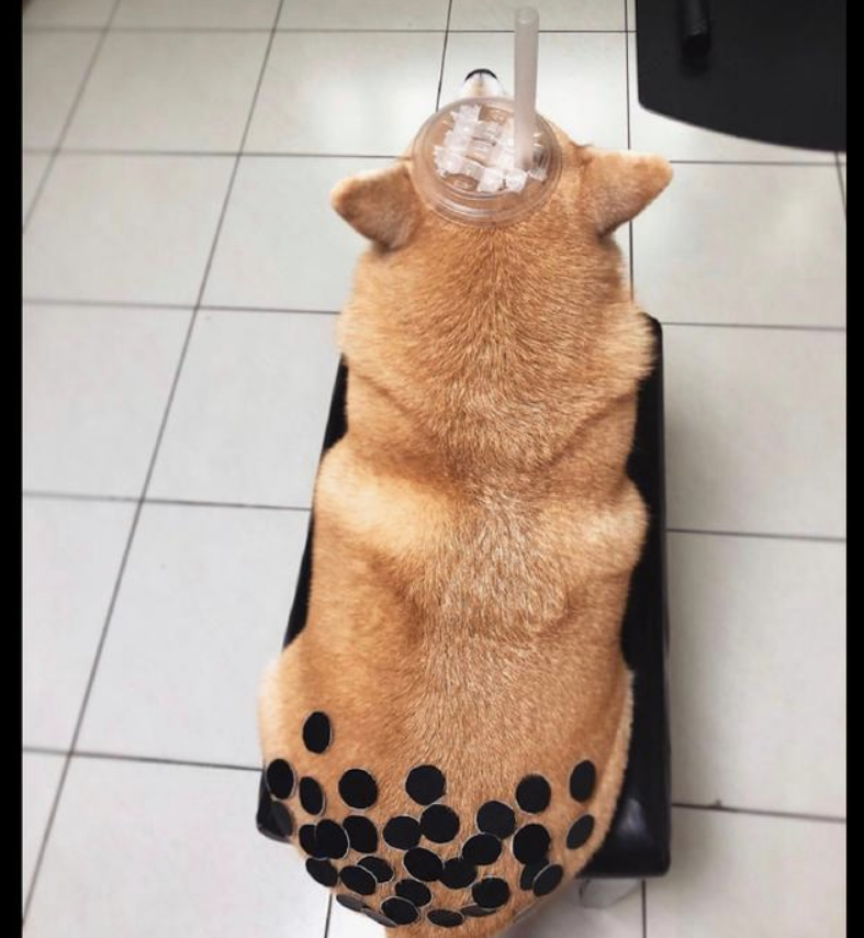 主人让柴犬角色扮演游戏，变为一杯港式奶茶，狗：是不是你认为很风趣
